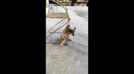 Rescue of Doudou: dog stuck in wooden chair