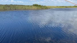 Father and son have epic battle, trying to land fish while keeping it from being snatched by massive alligator!