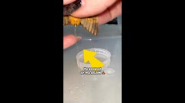 Feeding a SQUEAKING Moth! But he poops on me