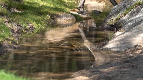 Wildlife Photographer Films Ibex relaxing in a forest on a hot day