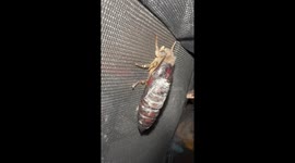 Helping a moth free from his cocoon!