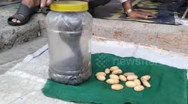 Snake catcher astonished as cobra turns out to be pregnant in central India