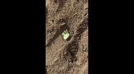 Bizarre cabbage-like creature found on Chinese farmland