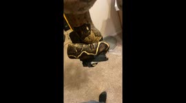 Snake takes hold of gun in viral TikTok video