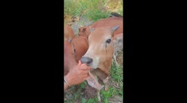 The cow cried and shed tears when she was about to leave her owner