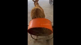 Donkey keeps cool by standing as close as possible to cooling fan