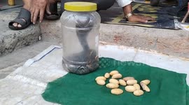 Snake catcher astonished as cobra turns out to be pregnant in Sagar, central India