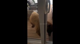 Furry Bear Cub Visits Canadian Home