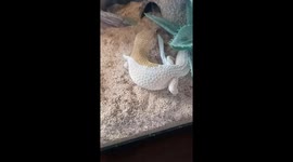 New momma Sophie the leopard gecko taking her shed off! Fun fact, geckos eat their shed for easy cleanup!!! She is feeling much better :) #cutenessoverload!!