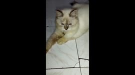 interesting and cute cat