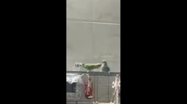 Parrot couple rapidly making up in the midst of a fight in China
