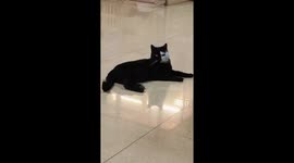 Mysterious Bicolor 'Yin-Yang' Cat Captivates in Southern China