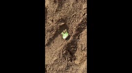 Cabbage-Like Creature Found in Chinese Farmland