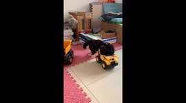 Disabled Cat On Toy Excavator Enjoys Playing Around With Companion in China