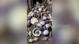 Hermit crabs invade resort in southern Thailand