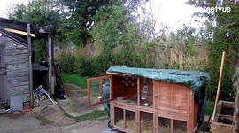 Putting the rabbit away for the kids! Resulting in a fighting giant lop eared rabbit takedown!