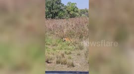 India: Tiger crosses road with cub in mouth