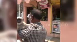 India: Man arrives to cast vote at polling station with pet monkey
