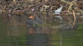 Coot (Fulica) and young Chicks exploring their new surroundings on Helston boating lake
