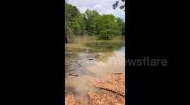 USA: An armadillo swims in the floodwaters in Texas