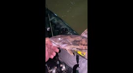 Unveiling the mystery: claw-scaled fish from the depths of the Madeira River