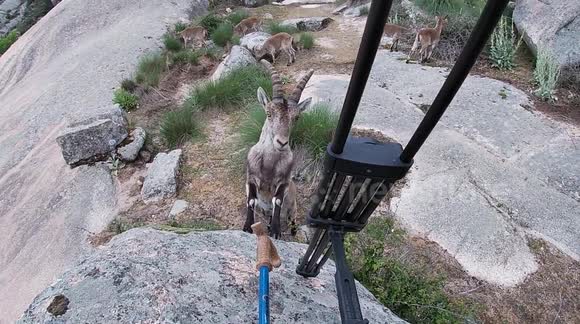 Curious ibex gets a little too close for comfort to wildlife photographer in Spain