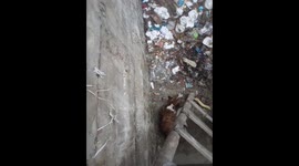 Dog Lays in Trash Pit