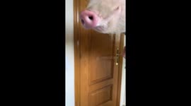 Roxy the Pig Takes a Bath