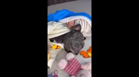 Frenchie and baby dressed in matching robe are seeping together, cutest thing to watch.