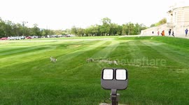 Rabbits Fighting! #cute #animals #spring #brawl Saskatchewan, Canada [FHD60]
