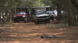 a big leopard  stop all the safari jeeps and sleep on hte road for hours