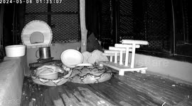 Python raids family's garden for a drink of water during heat wave