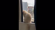temp