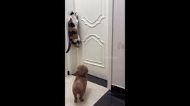 Self-taught cat opens door to enter bedroom for sleep