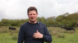 Cows controlled with GPS tracker which plays Waltzing Matilda