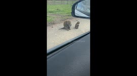 Monkeys at Knowsley Safari Park swipe car part