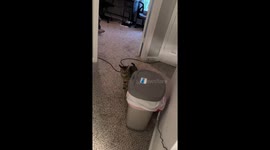 Flying cockroach terrorizes Memphis resident