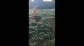 Dog's slip into sewer during play