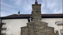 Goats rescued from roof in Burnley, UK