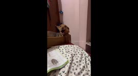 Confused canine: dog's reaction to сall a Mom