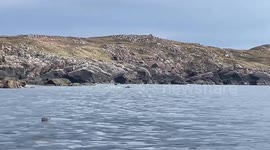 Stranded pilot whale dies after washing up on remote beach