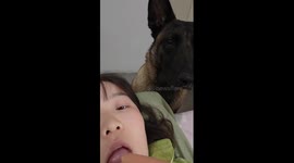 Belgian Malinois looks on longingly while girl eats sausage