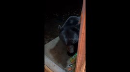 Black Bear Obeys Woman's Request