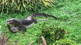 Singapore: Massive Monitor Lizard Tries To Swallow A Whole Python