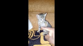 My cute kittens hates being pointed fingers at its funny lol