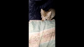 My kitten hates cameras just like celebs and TMZ lol might have to put it down