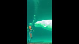Beluga whale copies diver by nodding in Japan