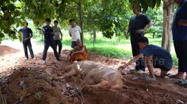 Pig weighing 300kg caught after escaping from pen in Buddhist temple