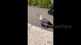 Sad bird refuses to leave after companion knocked dead by car