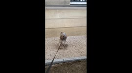 Dogs in Love, like Romeo and Juliet…cute pets